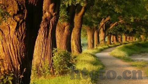 2021国产麻豆剧传媒在线-2021年国产麻豆剧传媒在线的多元化与创新趋势